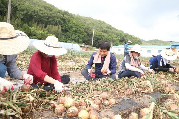전남교육청 직원들 농촌 일손돕기‘구슬땀’